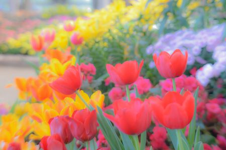 Beautiful Tulips,Tulips background,colorful Tulips,Soft Tulips background.Selective Focus,Blur and Soft tone Images,background for Valentine.の写真素材