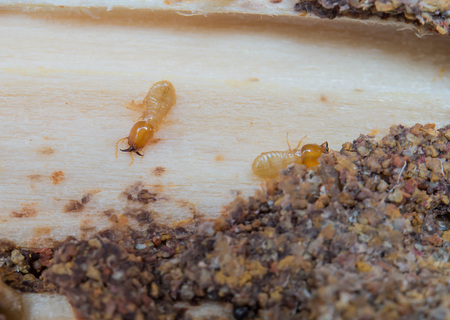 Termites,Termites eat wood,weathered wood.Focus on Termites.