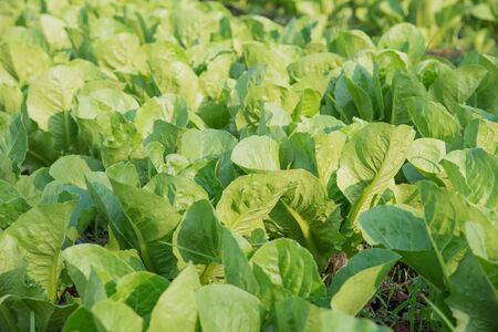 Growing vegetables,Plants vegetable,Organic vegetable.Selective focus on vegetables.