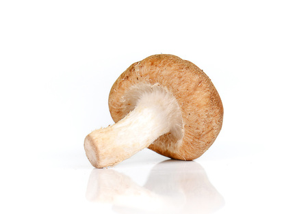 Fresh mushrooms,Dried Chinese mushroom  isolated on white background.