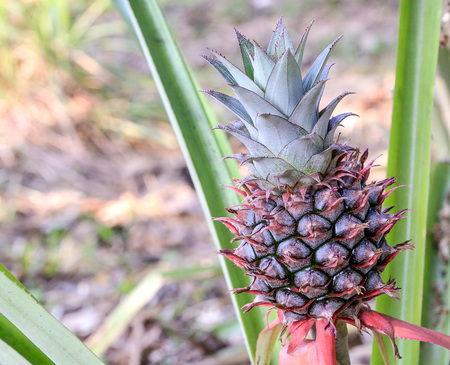 pineapple tree in garden organic.の写真素材