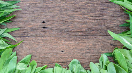 Lettuce,Morning glory,Mushrooms on wooden background,Background for vegetables,selective focus,copy space.の写真素材