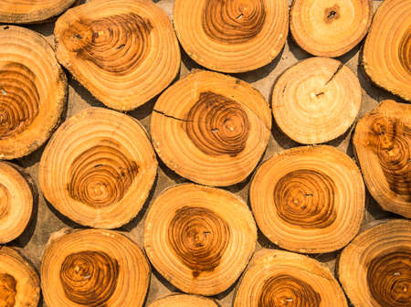 Wooden cut crosswise for background.