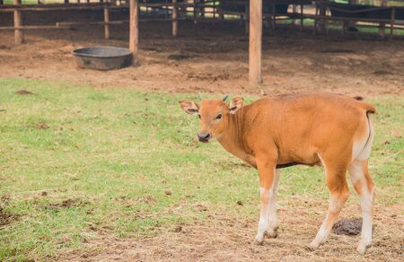 Young watusi , Watusi Cow.Facing front.の写真素材