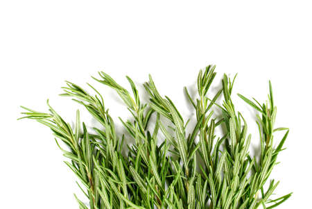 Rosemary isolated on white background.の写真素材