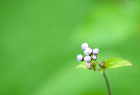 Small purple flowers soft focus on blurred green background.の写真素材