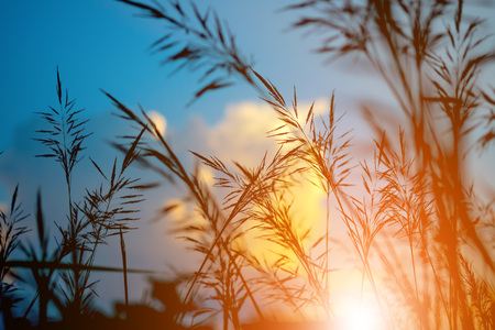 Grass silhouette background.
