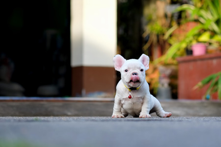 Young french bulldogs tongue sit on the cement floor.の写真素材