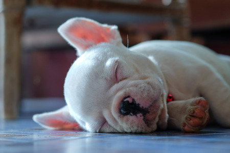 Young french bulldog white sleeping on the floor.の写真素材
