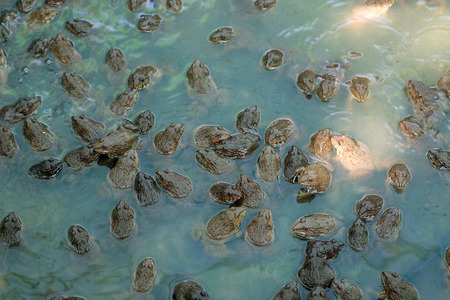 Breeding frogs in local frog farm.の写真素材
