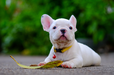 Dog obesity,Young french bulldog white Playing on the cement floor.の写真素材