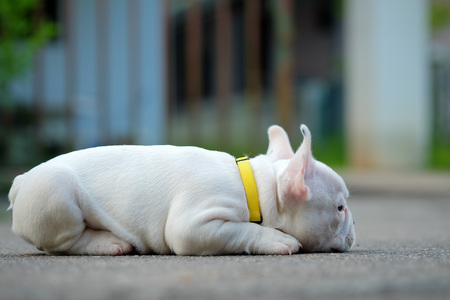 Young french bulldog white lying on the concrete floor.の写真素材