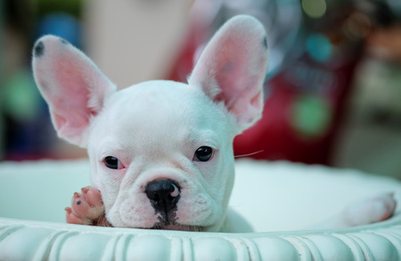 Puppies french bulldog in white pots.Header photo.の写真素材