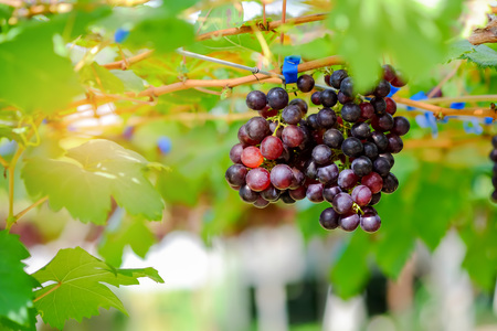 Grapes red fresh in the organic garden.