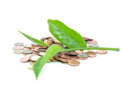 Tea leaves with coins on white background.の写真素材