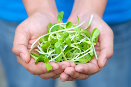 Fresh sunflower sprout in hand.の写真素材