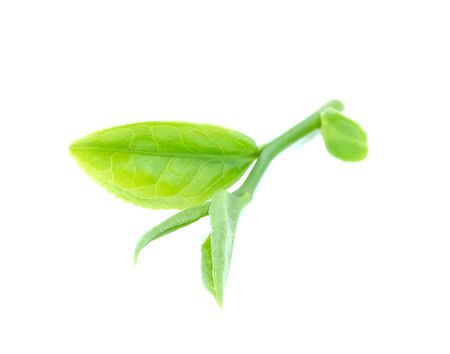 Tea leaves isolated on white background.の写真素材