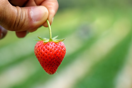 Strawberries fresh from the garden.の写真素材