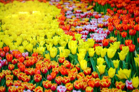 Tulips in garden, flowers of faithful love,Selective focus.の写真素材