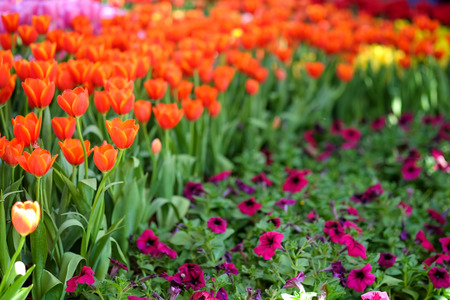 Tulips in garden, flowers of faithful love,Selective focus.