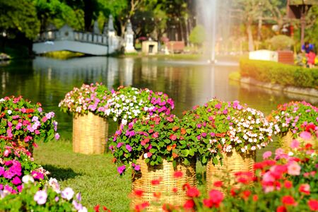 Flowers in the park with pond and fountain background.の写真素材