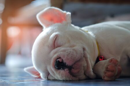 Young french bulldog white sleeping on the floor.の写真素材