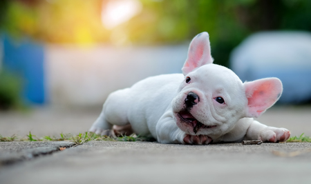 Young french bulldog white lying on the concrete floor.の写真素材