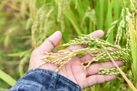 Rice in hand the farmer.の写真素材