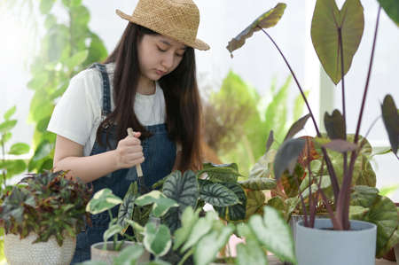 Young woman planting and caring for trees in greenhouses, planting and caring equipment, small business.の写真素材