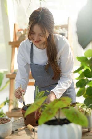 A young woman is caring for trees in a greenhouse, planting trees in a greenhouse, planting equipment, planting trees.の写真素材