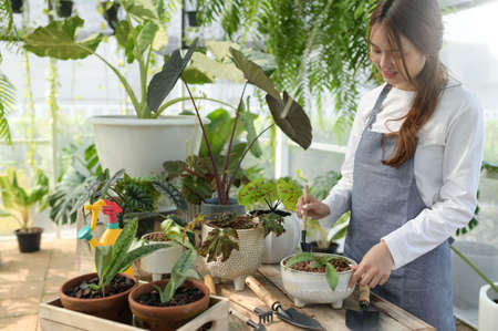 A young woman is caring for trees in a greenhouse, planting trees in a greenhouse, planting...