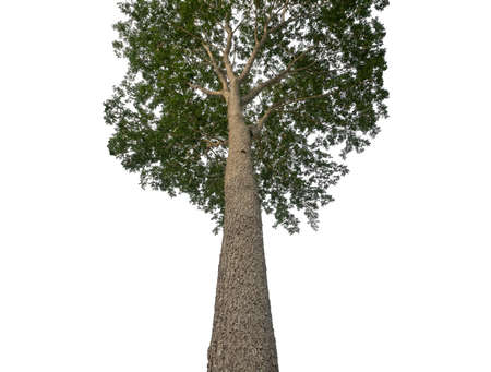 Trees that are isolated on a white background are suitable for both printing and web pagesの写真素材