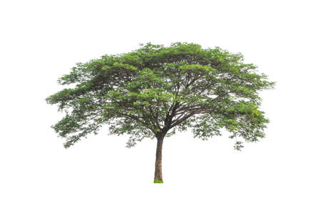 Trees that are isolated on a white background are suitable for both printing and web pagesの写真素材