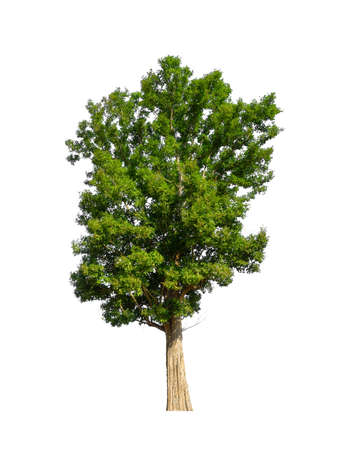 Trees that are isolated on a white background are suitable for both printing and web pagesの写真素材