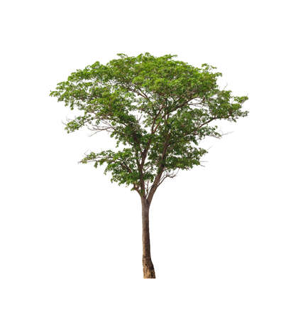 Trees that are isolated on a white background are suitable for both printing and web pagesの写真素材