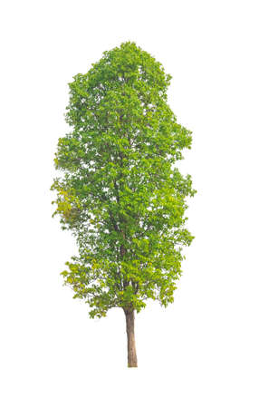 Trees that are isolated on a white background are suitable for both printing and web pagesの写真素材