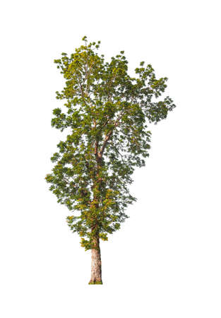 Trees that are isolated on a white background are suitable for both printing and web pagesの写真素材