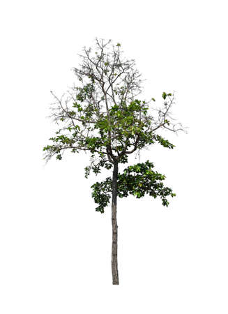 Trees that are isolated on a white background are suitable for both printing and web pagesの写真素材