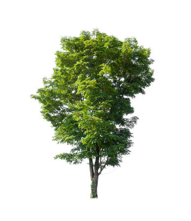 Trees that are isolated on a white background are suitable for both printing and web pages