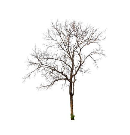 Trees that are isolated on a white background are suitable for both printing and web pagesの写真素材