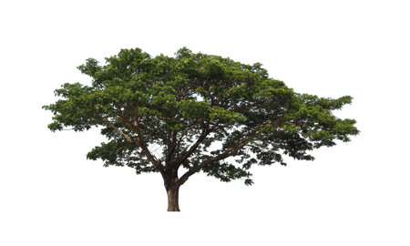 Trees that are isolated on a white background are suitable for both printing and web pagesの写真素材