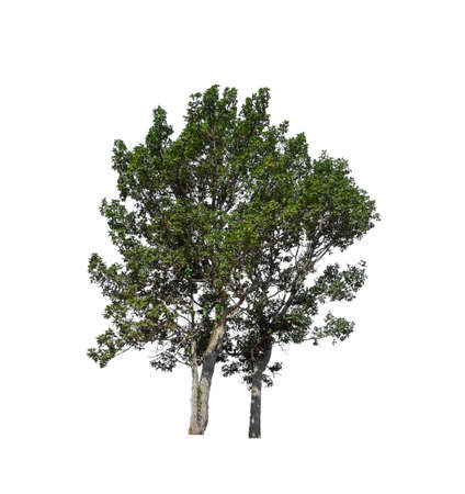 Trees that are isolated on a white background are suitable for both printing and web pagesの写真素材