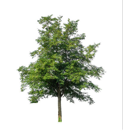 Trees that are isolated on a white background are suitable for both printing and web pages