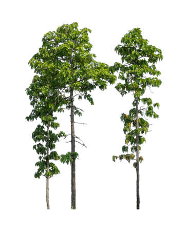 Trees that are isolated on a white background are suitable for both printing and web pagesの写真素材