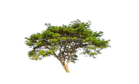 Trees that are isolated on a white background are suitable for both printing and web pagesの写真素材