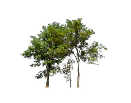 Trees that are isolated on a white background are suitable for both printing and web pages