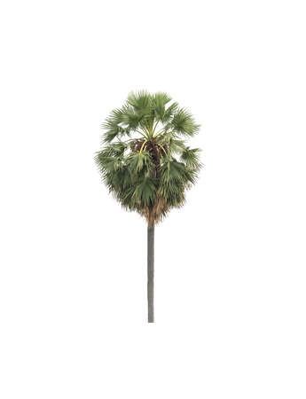 sugar palm that are isolated on a white background are suitable for both printing and web pagesの写真素材