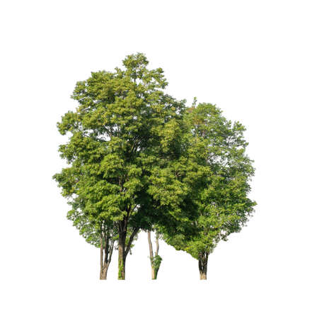 tree isolated on white background with clipping path and alpha channelの写真素材