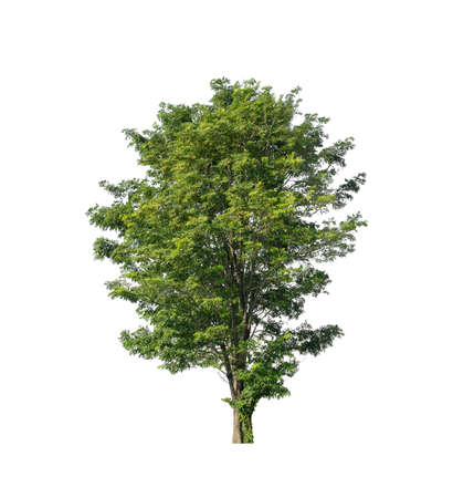 tree isolated on white background with clipping path and alpha channelの写真素材