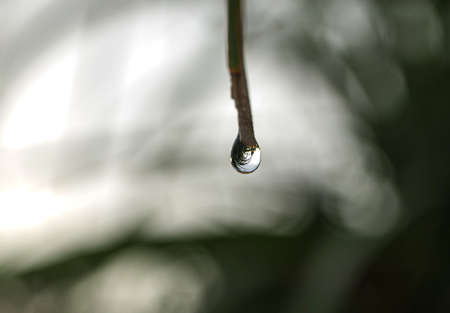 Drop of dew in morning on leafの写真素材